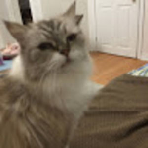 Meet your Posher, Hadar